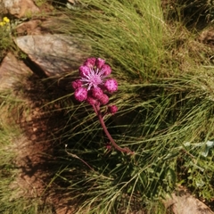 Campuloclinium macrocephalum