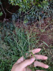 Digitaria radicosa