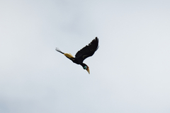 Rhyticeros undulatus