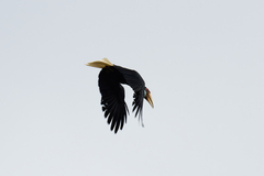 Rhyticeros undulatus