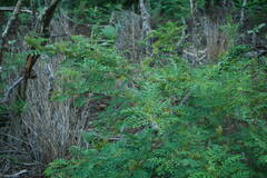 Indigofera suffruticosa
