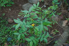 Senna occidentalis