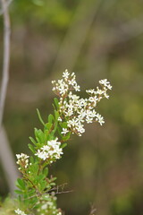 Bursaria spinosa spinosa