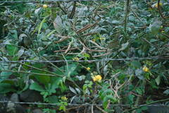 Senna occidentalis