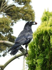 Corvus mellori