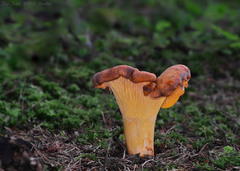 Cantharellus amethysteus