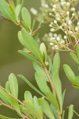 Bursaria spinosa spinosa