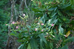 Nicotiana tabacum