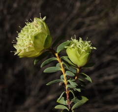 Pimelea cracens
