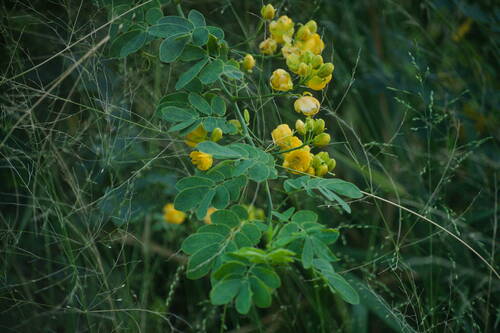 Senna pendula observed 2022-12-29
