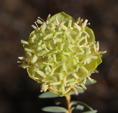 Pimelea cracens