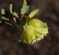 Pimelea cracens