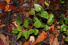 Bossiaeeae