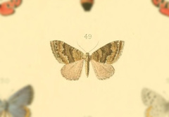 Euphyia vallantinaria