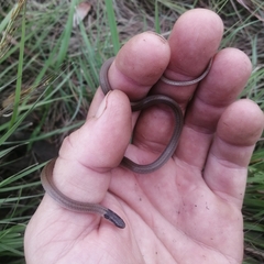 Aparallactus capensis