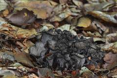 Craterellus cinereus