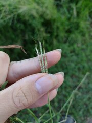 Bothriochloa pertusa