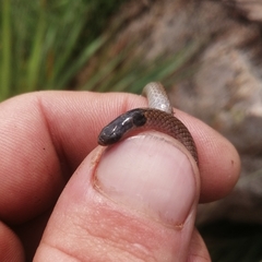 Aparallactus capensis