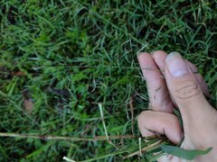 Eragrostis tenuifolia