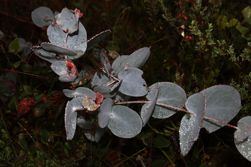 Eucalyptus cinerea
