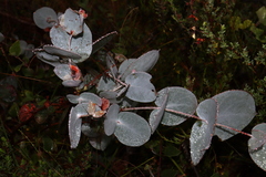 Eucalyptus cinerea