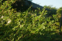 Prosopis pallida