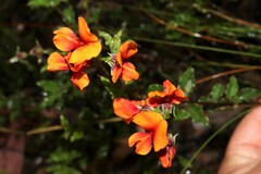 Podolobium procumbens
