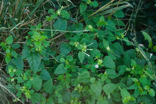 Mirabilis jalapa observed 2022-12-29