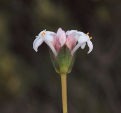 Pimelea brevifolia brevifolia