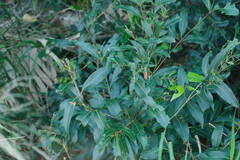 Syzygium cumini