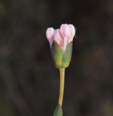 Pimelea brevifolia brevifolia