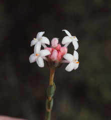 Pimelea brevifolia brevifolia