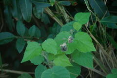 Abutilon grandifolium
