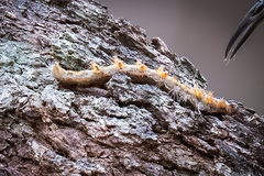 Nataxa flavescens