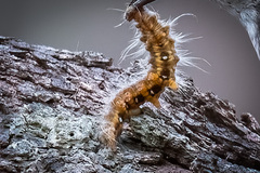 Nataxa flavescens