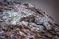 Nataxa flavescens