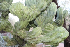 Cactaceae
