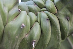 Cactaceae