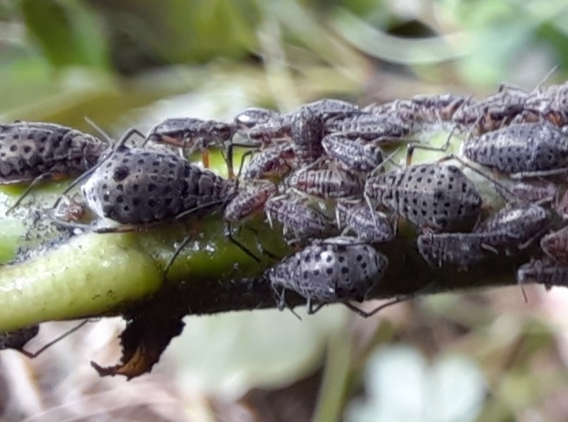 Giant Willow Aphid from Charleston, New Zealand on January 3, 2023 at ...