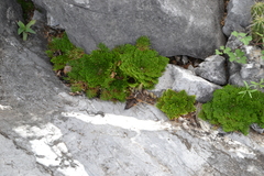 Selaginella novoleonensis