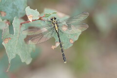 Hemigomphus