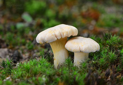 Cantharellus pallens