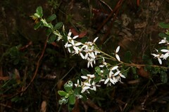 Olearia myrsinoides