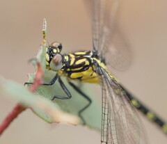 Hemigomphus