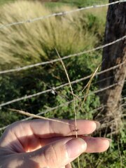 Dichanthium annulatum annulatum