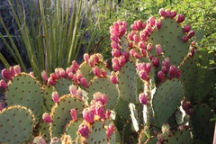 Opuntia