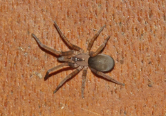 Filistata insidiatrix