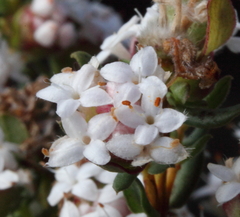 Pimelea brachyphylla