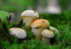 Cantharellus pallens