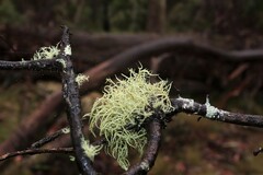 Usnea hirta